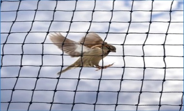 Anti Bird Nets